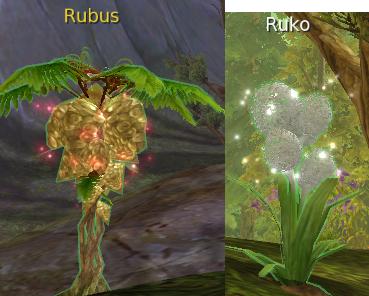 Rubus and Ruko